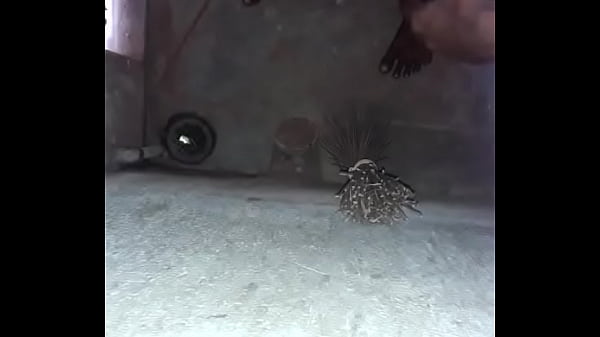 Penis Remaja India